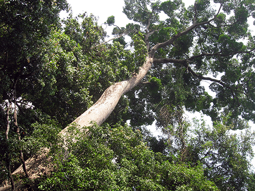 mango1 IMG_0761
